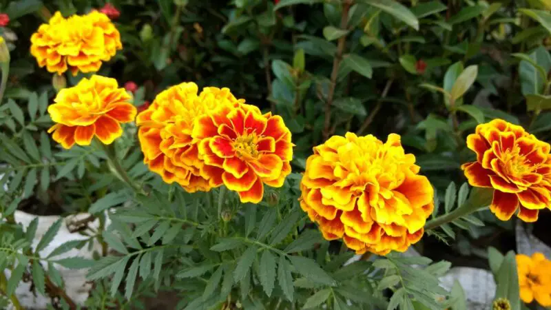 Nutrition Facts of Marigolds