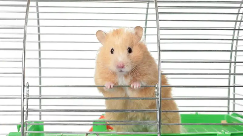 Quick Facts on Hamsters