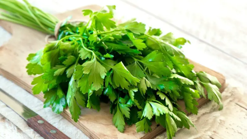 Quick Facts on Italian Parsley