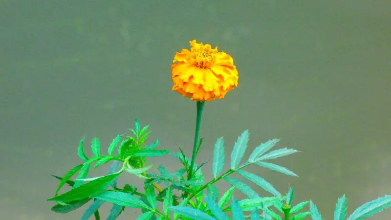 Quick Facts on Marigolds