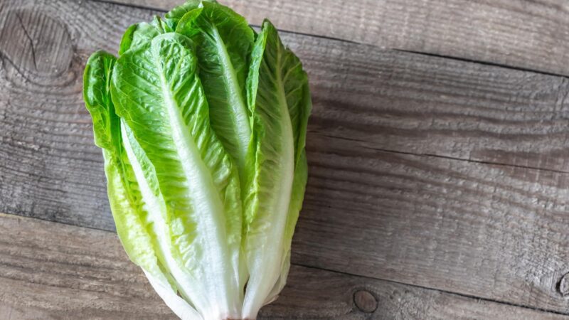 Serving and Frequency of Lettuce for Guinea Pigs