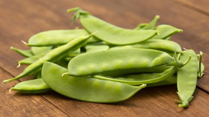 Serving and Frequency of Mange Tout for Guinea Pigs