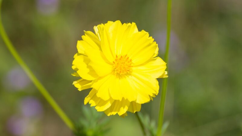 Serving and Frequency of Marigolds for Guinea Pigs