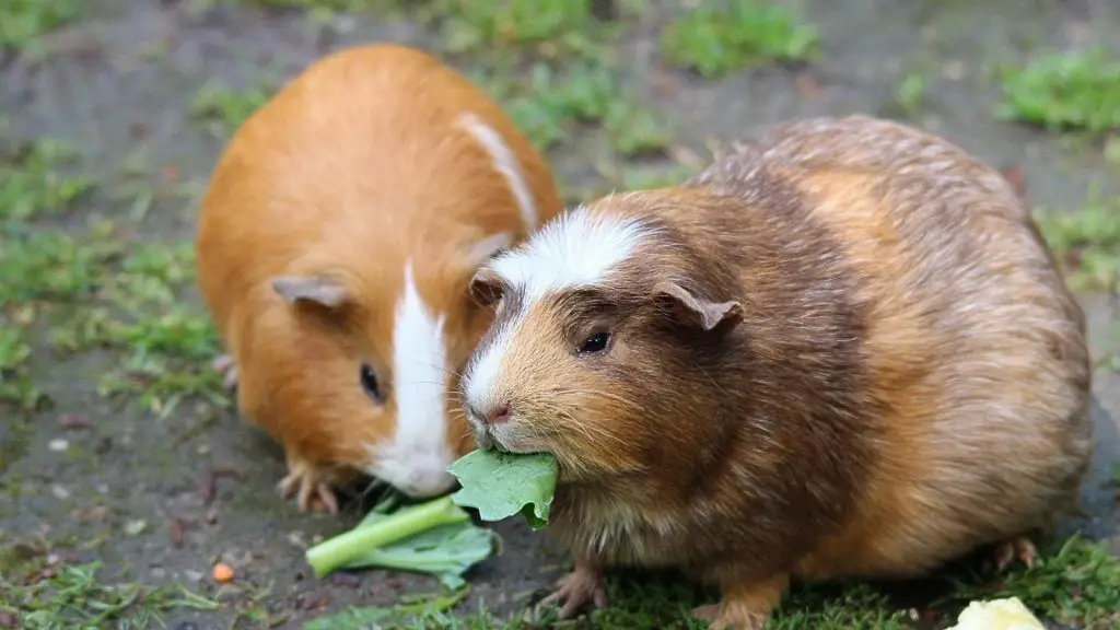 What Tree Leaves Can Guinea Pigs Eat