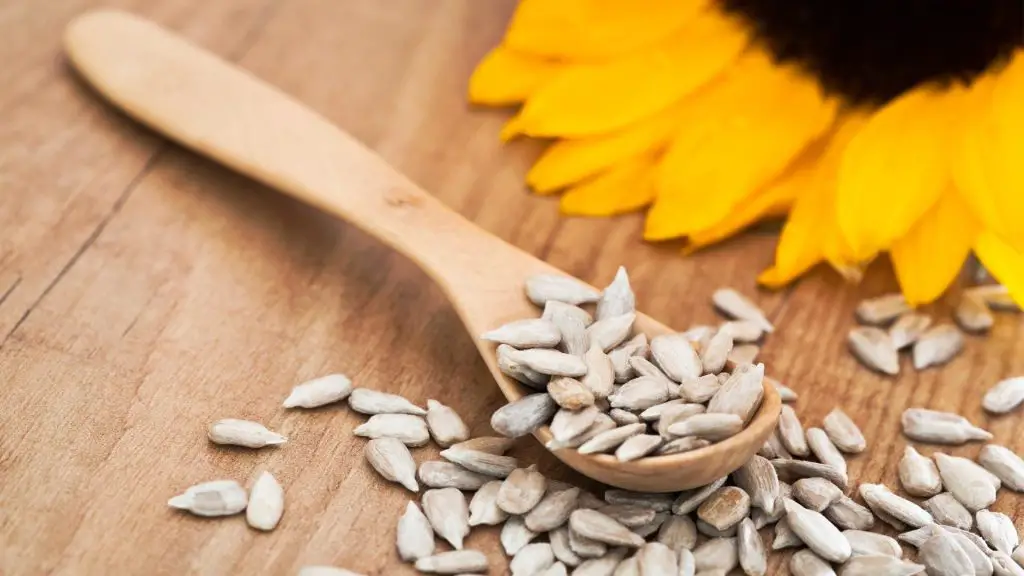 Are Sunflower Seeds Good for Guinea Pigs