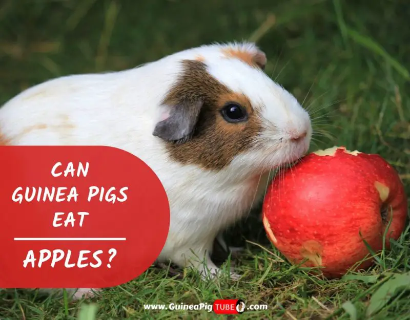 Can Guinea Pigs Eat Apples (Benefits, Risks, Serving Size & More)