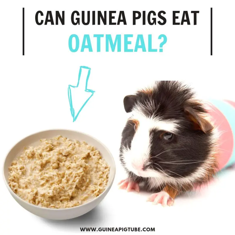 Can Guinea Pigs Eat Oatmeal