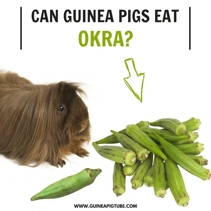 Can Guinea Pigs Eat Okra