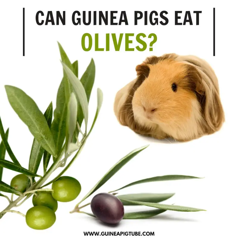 Can Guinea Pigs Eat Olives? 