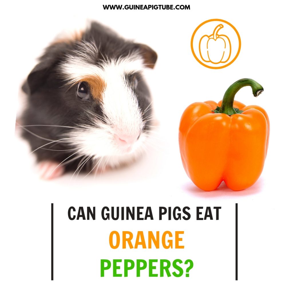 Can Guinea Pigs Eat Orange Peppers? Guinea Pig Tube