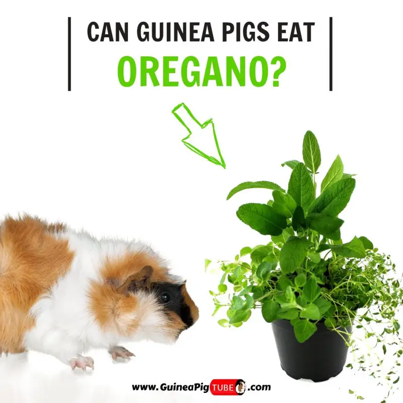 Can Guinea Pigs Eat Oregano