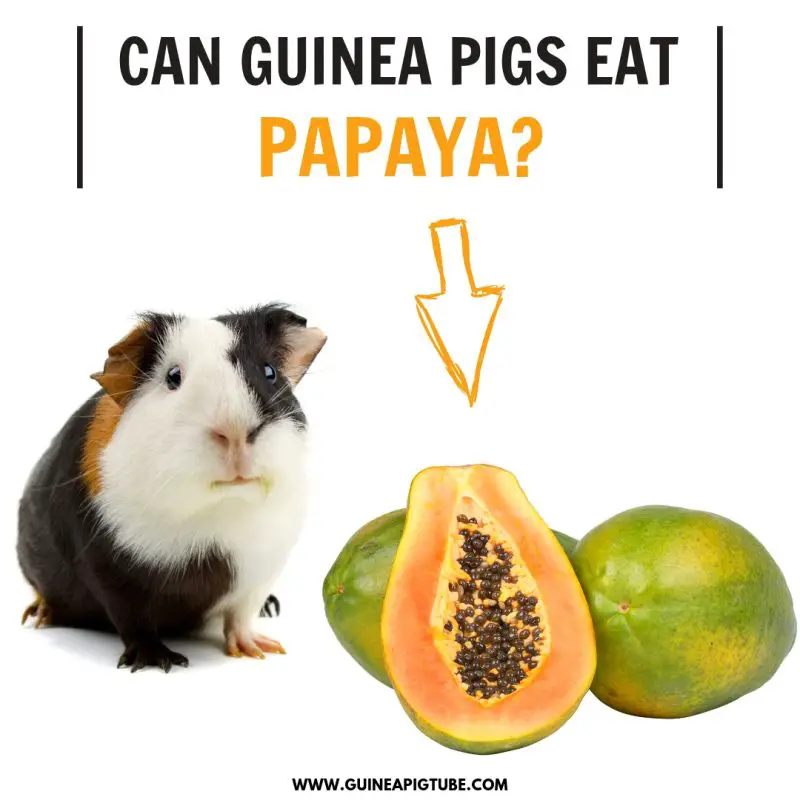 Can Guinea Pigs Eat Papaya