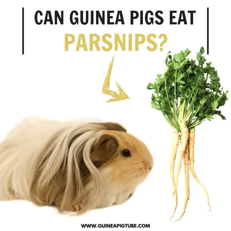 Can Guinea Pigs Eat Parsnips