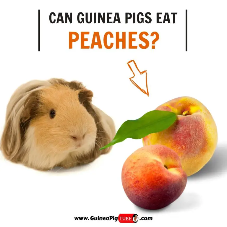 Can Guinea Pigs Eat Crackers? Guinea Pig Tube