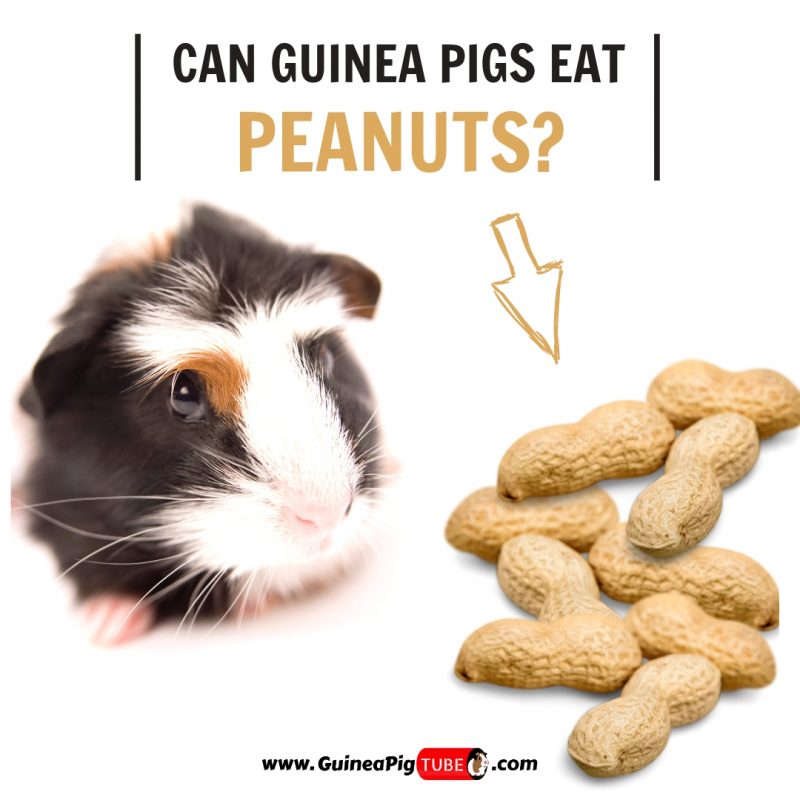 No, guinea pigs can't eat peanuts because they are high in fat and ...