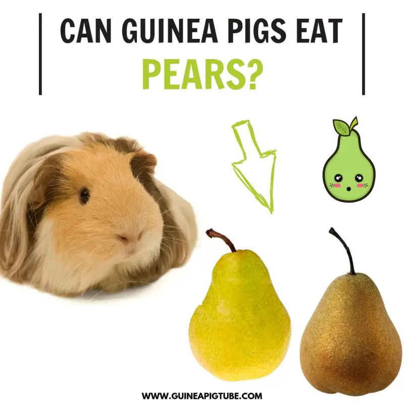 Can Guinea Pigs Eat Pears