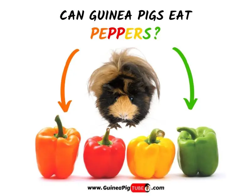 Can Guinea Pigs Eat Peppers? (Benefits, Risks, Serving Size & More