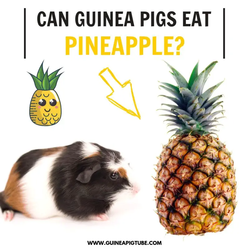what type of vegetables can guinea pigs eat