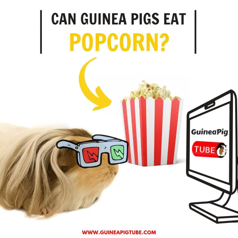 Can Guinea Pigs Eat Popcorn 