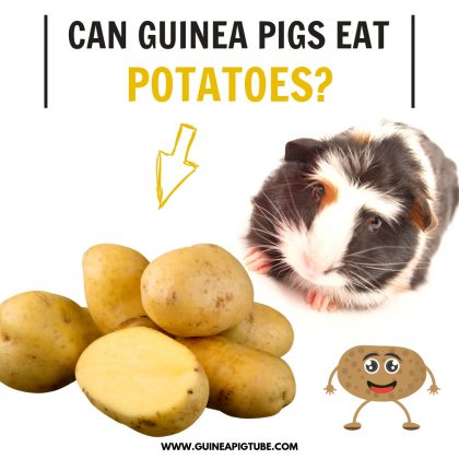 Serene Can Guinea Pigs Eat Potatoes Photo Digital Art Serene Can Guinea Pigs Eat Potatoes Photo Digital Art