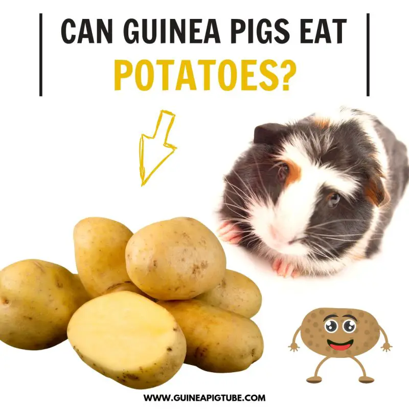 Can Guinea Pigs Eat Potatoes