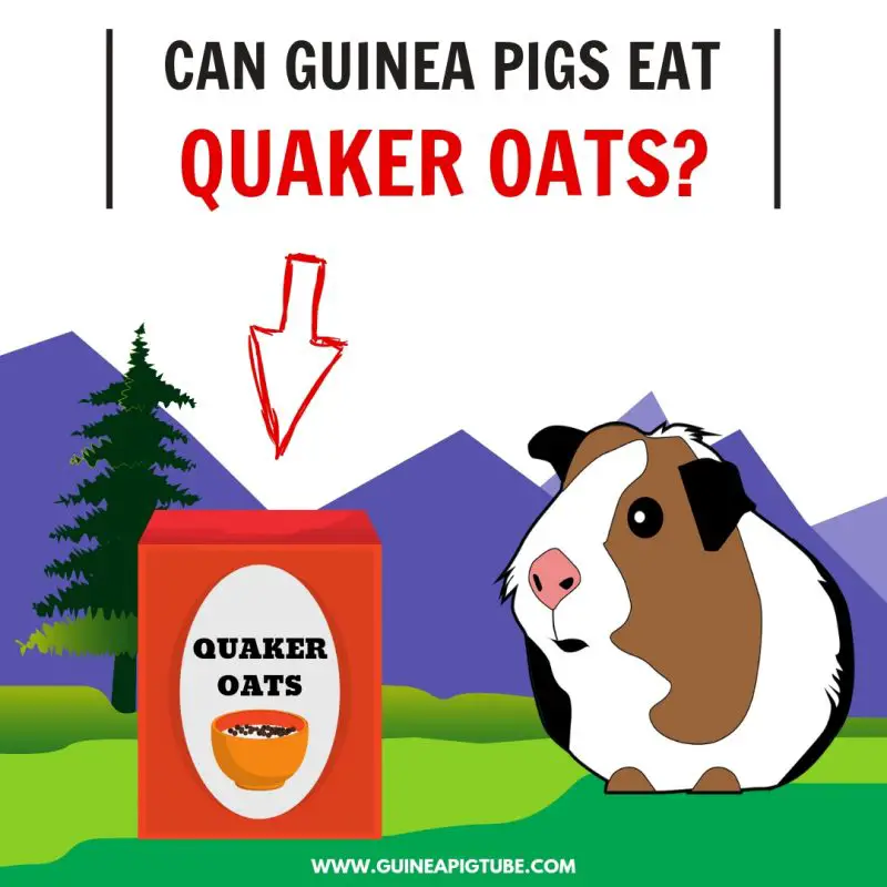 Can Guinea Pigs Eat Quaker Oats