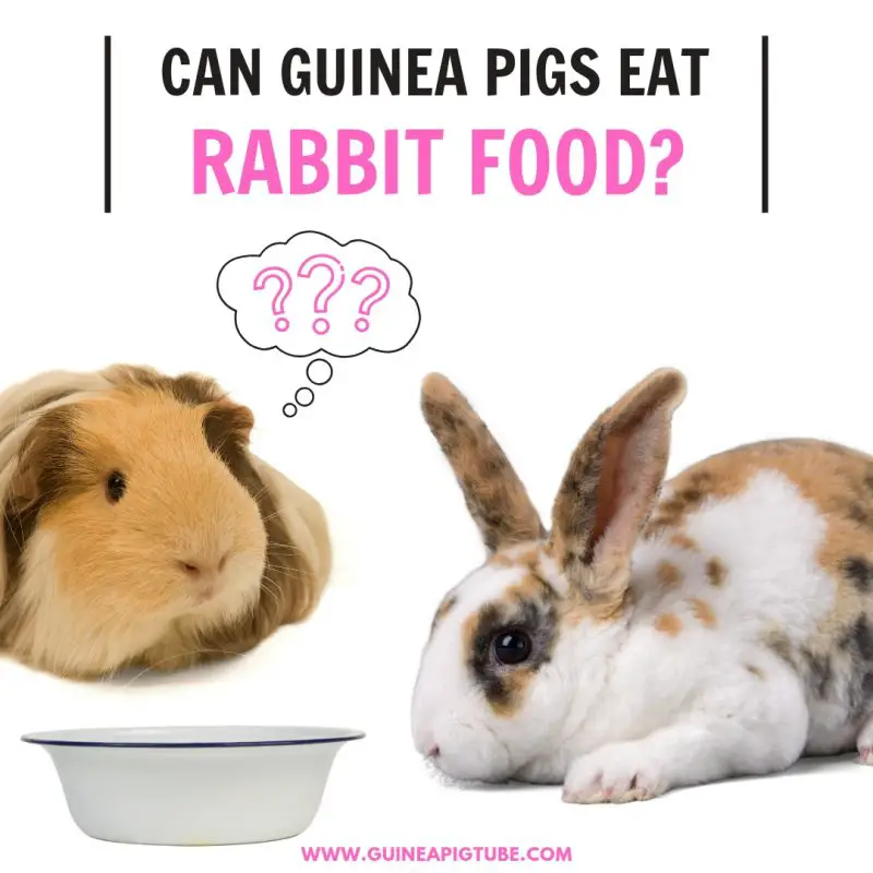 Can Guinea Pigs Eat Rabbit Food 