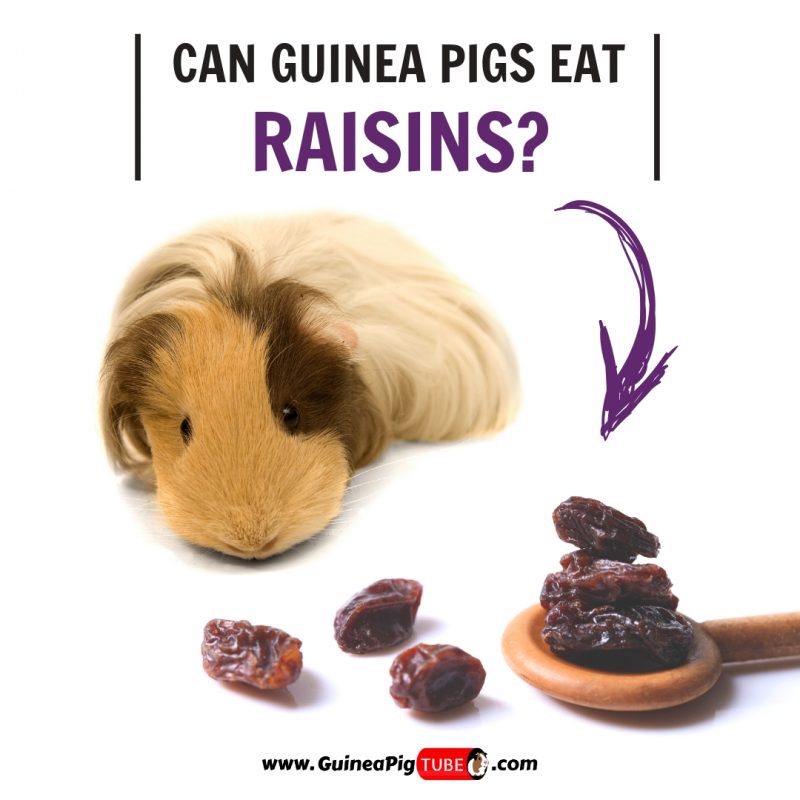 Can Guinea Pigs Eat Raisins