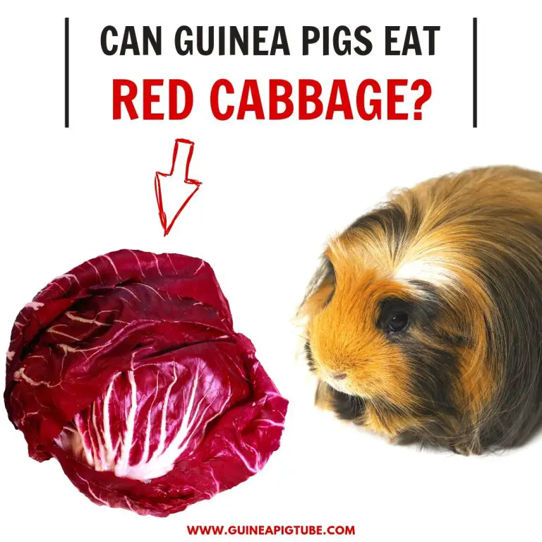 Can Guinea Pigs Eat Red Cabbage