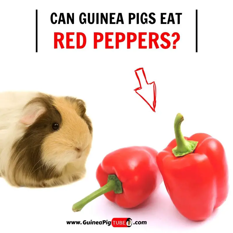 Can Guinea Pigs Eat Red Peppers? Guinea Pig Tube