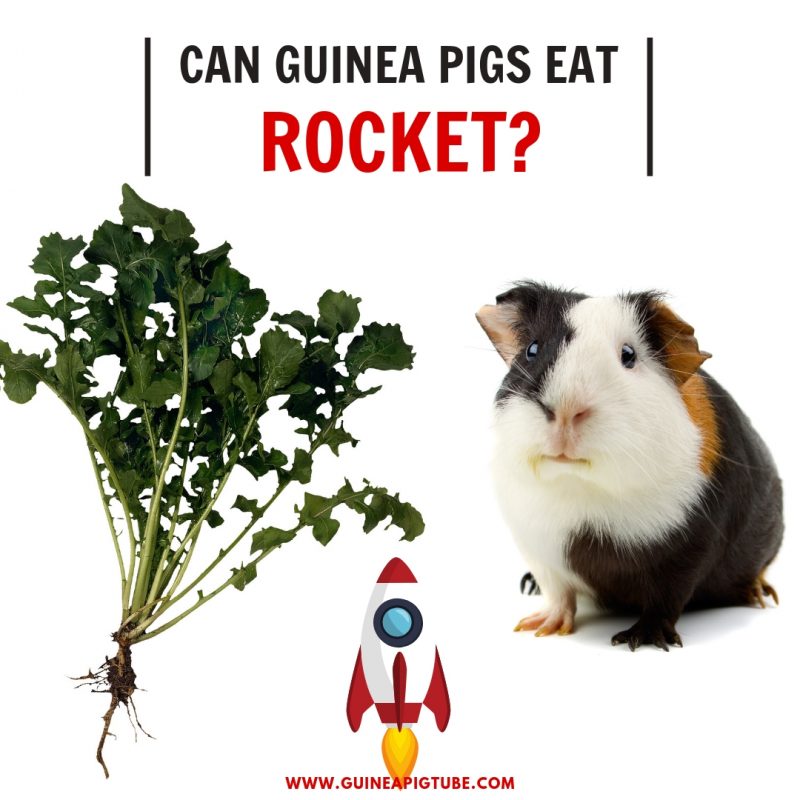 Can Guinea Pigs Eat Rocket