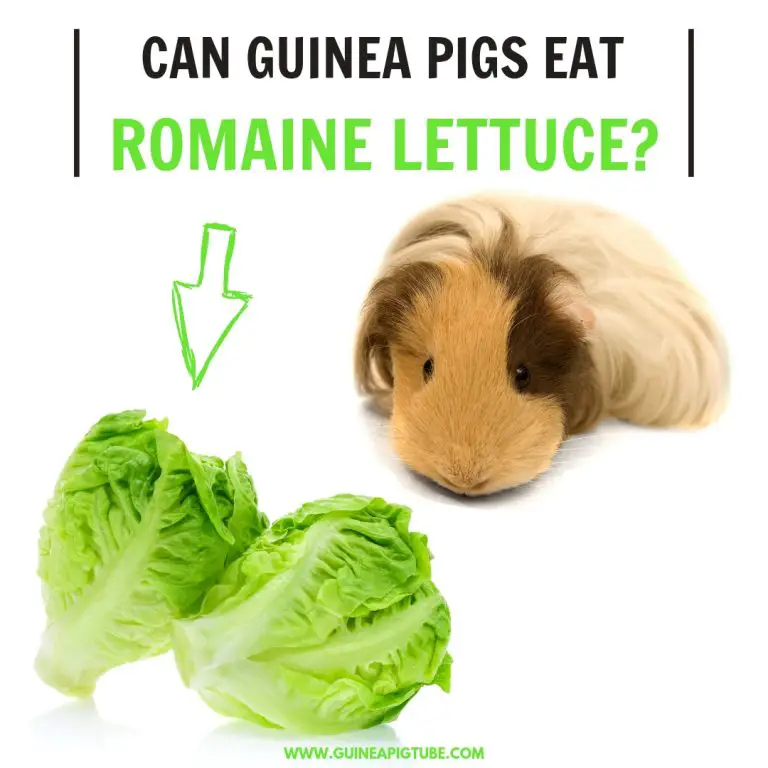 Can Guinea Pigs Eat Romaine Lettuce