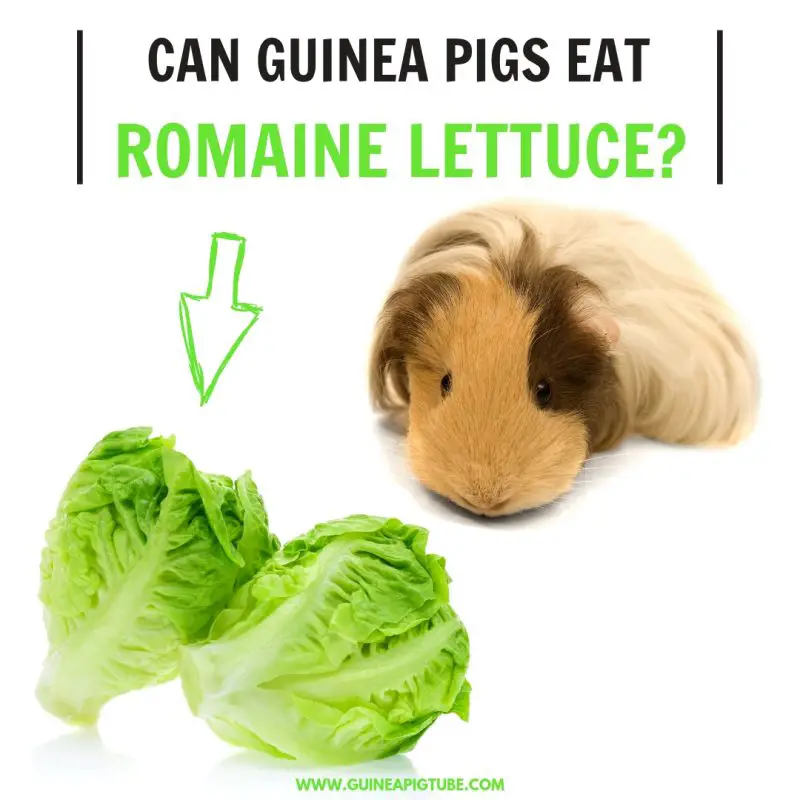 Can Guinea Pigs Eat Romaine Lettuce