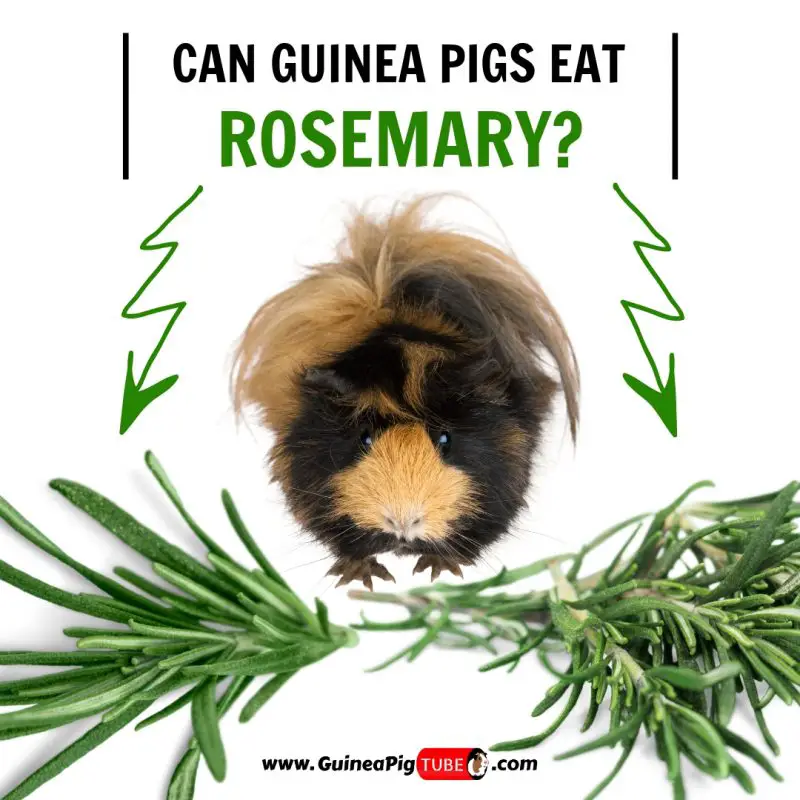 Can Guinea Pigs Eat Rosemary? (Benefits 