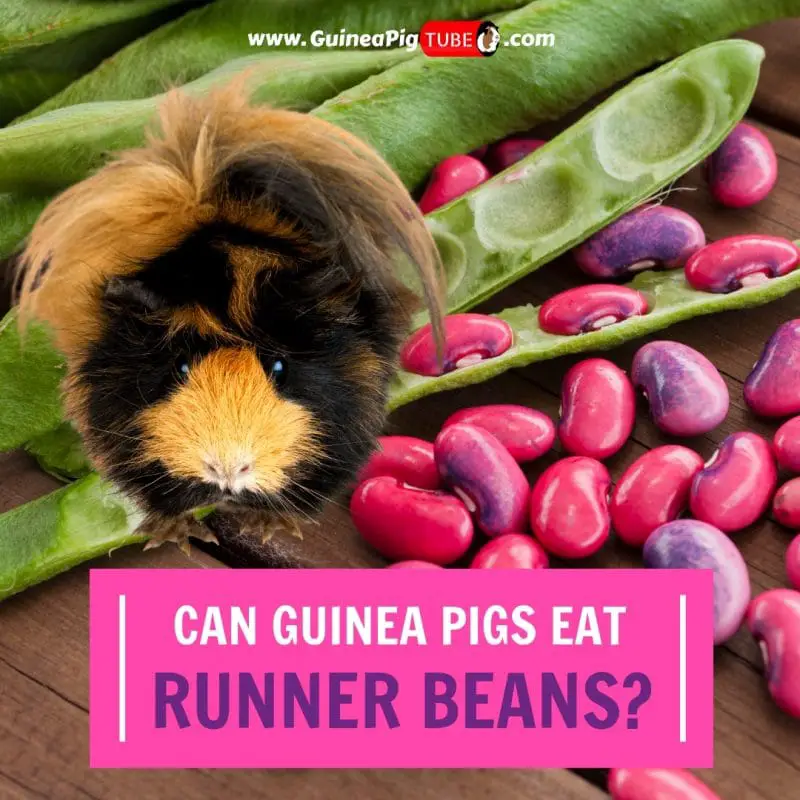 Can Guinea Pigs Eat Runner Beans (Benefits, Risks, Serving Size & More)