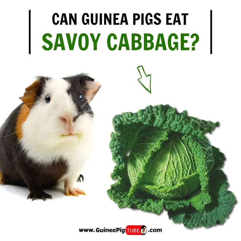 Can Guinea Pigs Eat Savoy Cabbage (Benefits, Risks, Serving Size & More)
