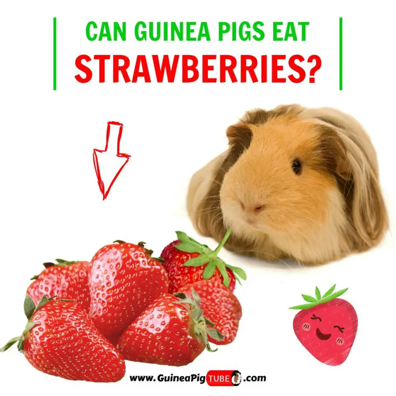 Can Guinea Pigs Eat Strawberries Benefits Risks.