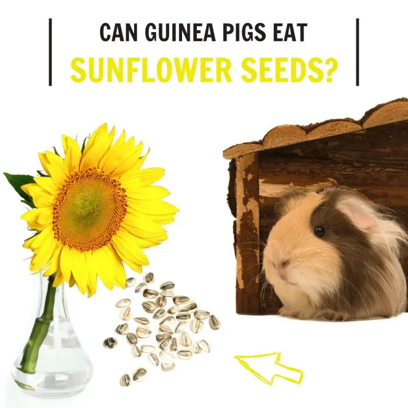 Can Guinea Pigs Eat Sunflower Seeds