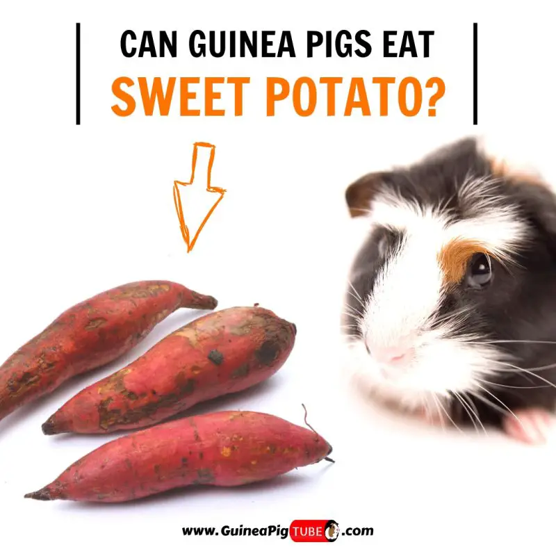 Can Guinea Pigs Eat Sweet Potato