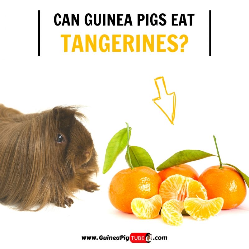 Can Guinea Pigs Eat Tangerines (Benefits, Risks, Serving Size & More)