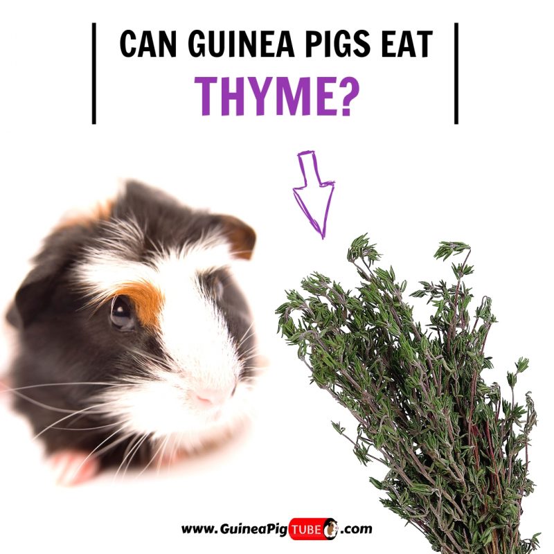 Can Guinea Pigs Eat Thyme (Benefits, Risks, Serving Size & More)