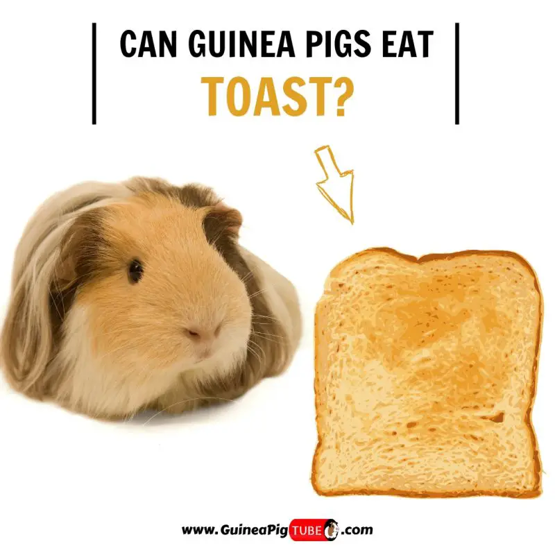 Can Guinea Pigs Eat Toast (Benefits, Risks & More)