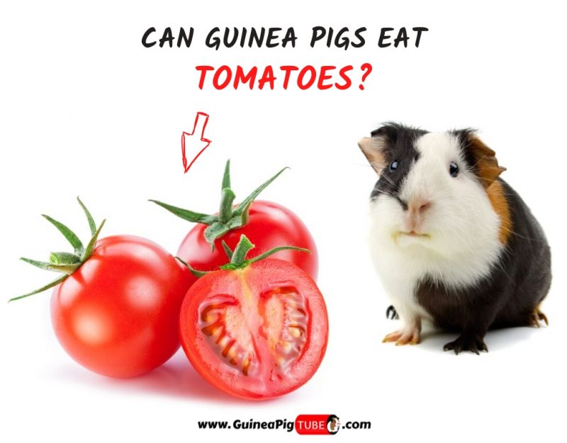 Can Guinea Pigs Eat Tomatoes? (Benefits 