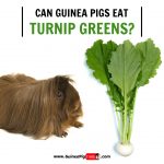 Stunning Can Guinea Pigs Eat Turnip Greens Landscape in 4K Stunning Can Guinea Pigs Eat Turnip Greens Landscape in 4K
