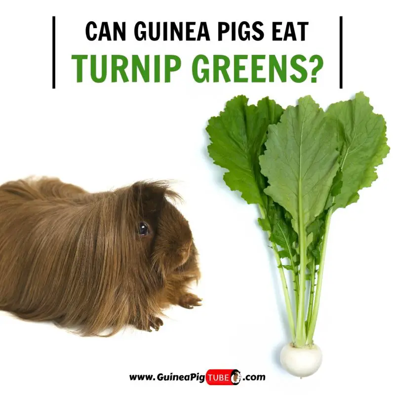 Can Guinea Pigs Eat Turnip Greens (Benefits, Risks, Serving Size & More)