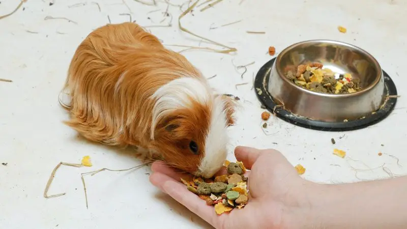 Guinea Pig Food Diet