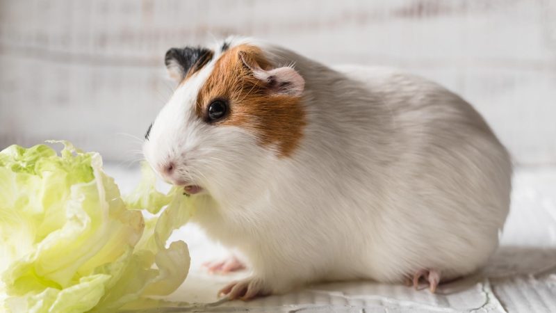 Guinea Pig Food Requirements