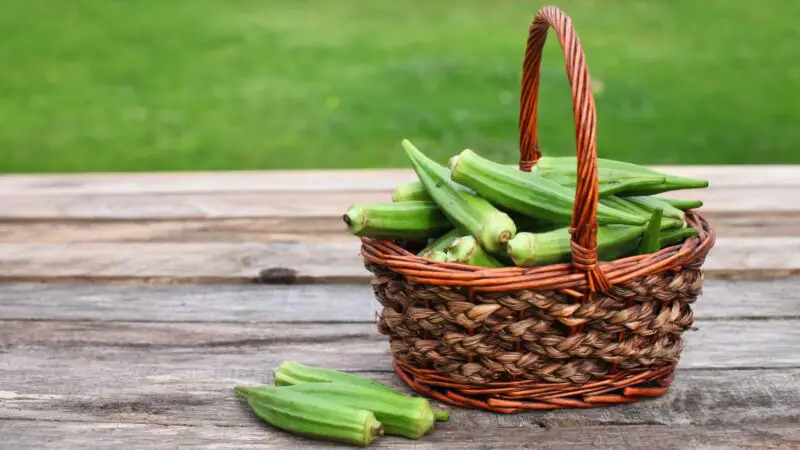 Is Okra Good for Guinea Pigs