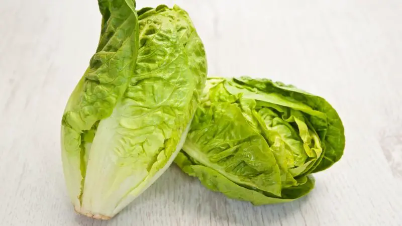 Is Romaine Lettuce Bad for Guinea Pigs