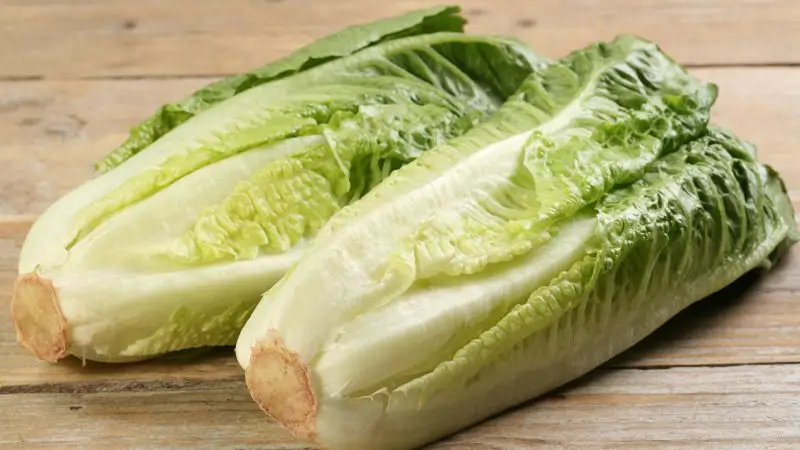 Is Romaine Lettuce Good for Guinea Pigs